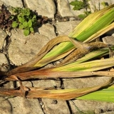 Zašto listovi gladiola požute